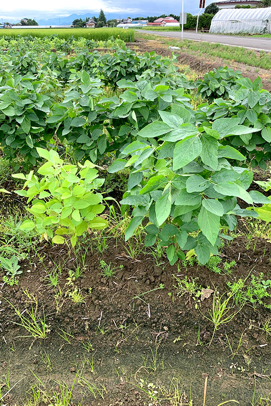 ダイズは根粒菌が共生するとよく育ちます。​