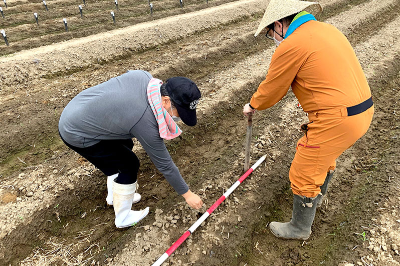 畑の土に生息する根粒菌を集めるためダイズを植えます。​