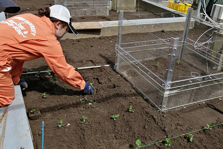 ダイズ苗の畑への移植<br />
根粒菌を接種したダイズ苗を畑に移植します。