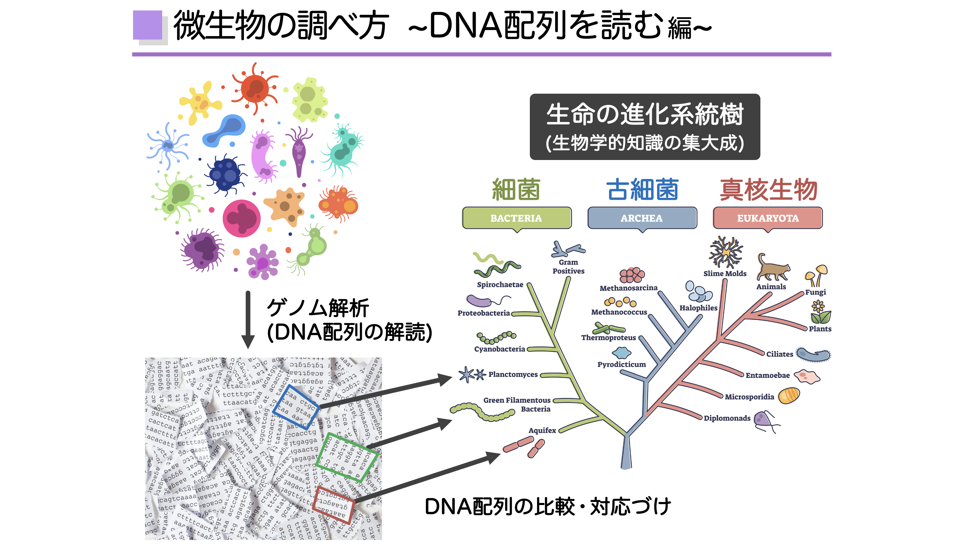 微生物叢解析について説明しました。