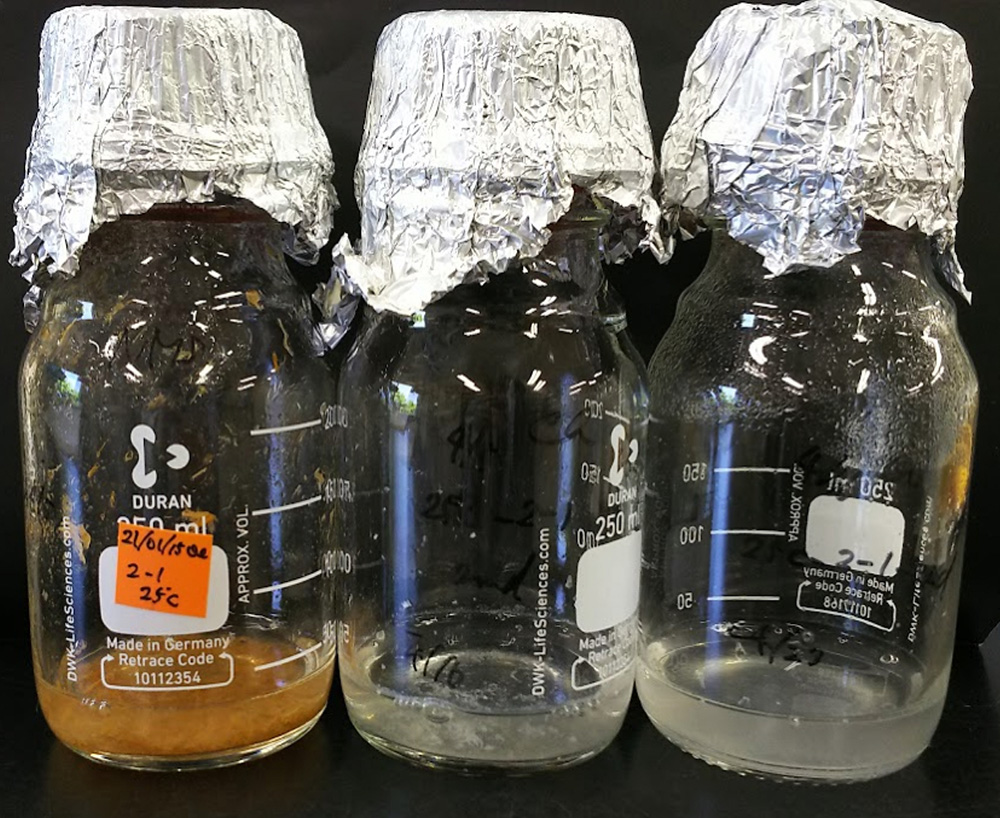 採取したイネ根を洗浄後、磨砕し、気相にCH₄を添加したCH₄酸化細菌分離用の培地に接種します。植え継ぎを重ねることでCH₄酸化細菌が集積されていきます（写真は左から1次、 2次、 3次培養液）。