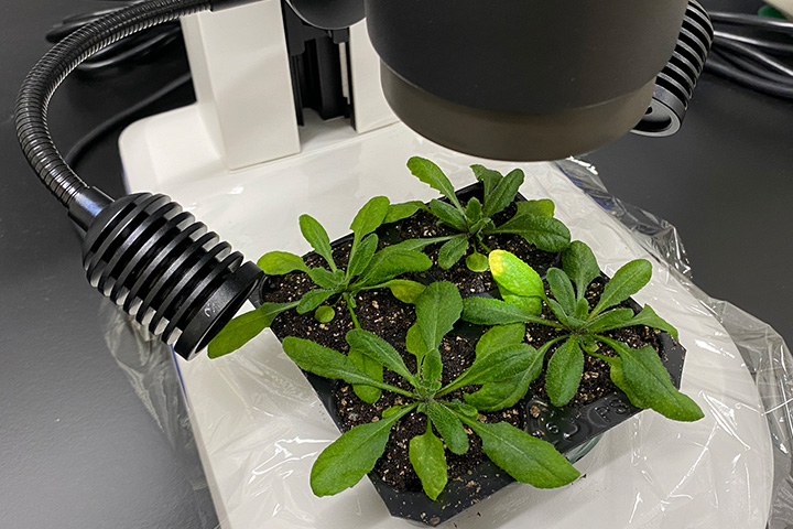 植物葉の様子を顕微鏡により確認中