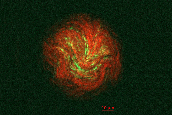 N₂OおよびCH₄無害化・資源化微生物と植物の相互作用現場を可視化する 