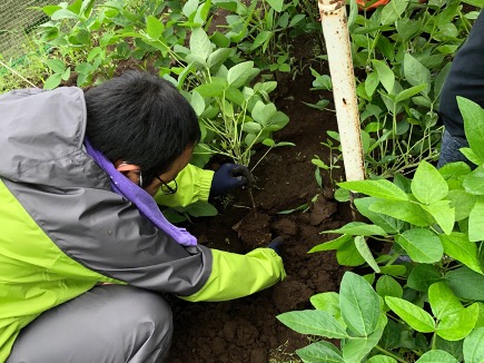 N₂Oの発生や除去に関与する微生物を探すため、土壌や植物をサンプリングします。