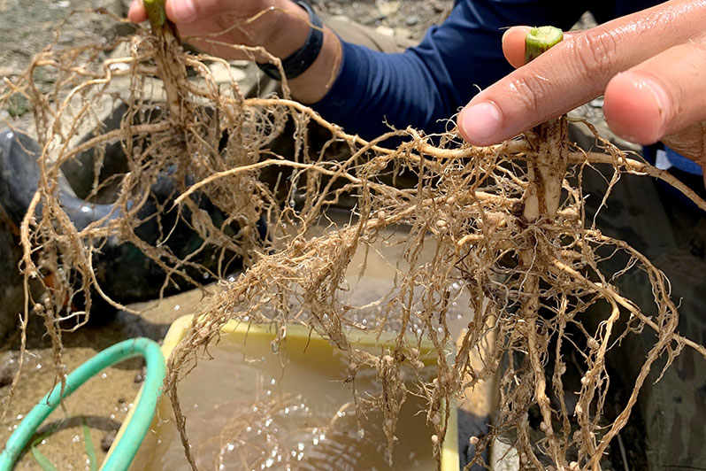 ダイズの根には根粒菌が共生し根粒が形成されています。​